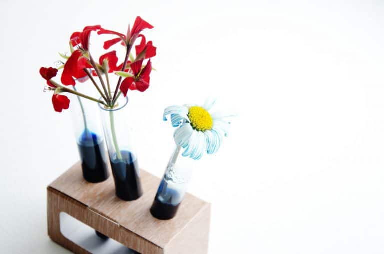 Scientibox de juin - L'évolution de mes plantes !