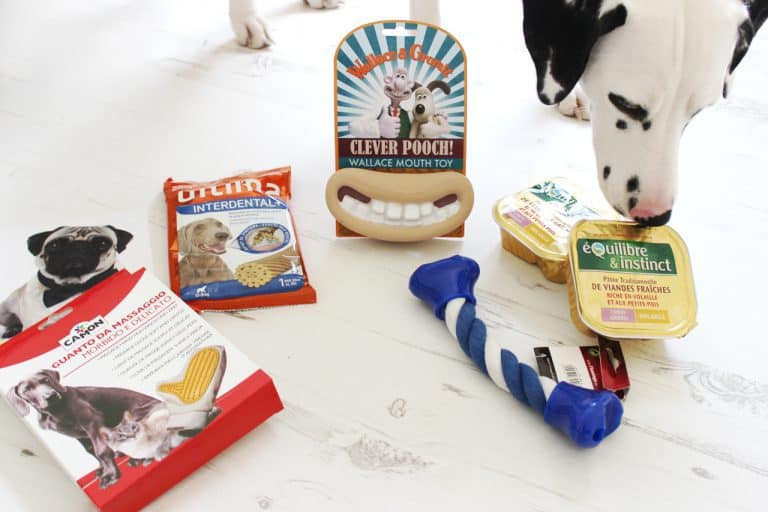 DoggyBox - Janvier 2015