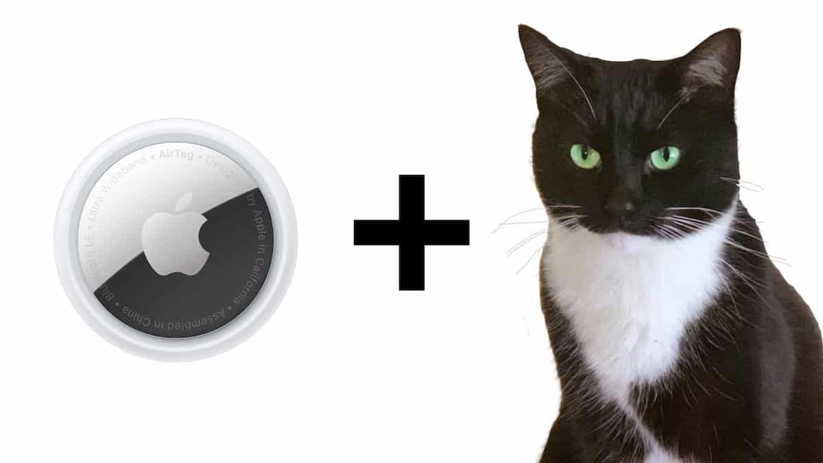 Collier GPS pour chat sans abonnement : comparatif