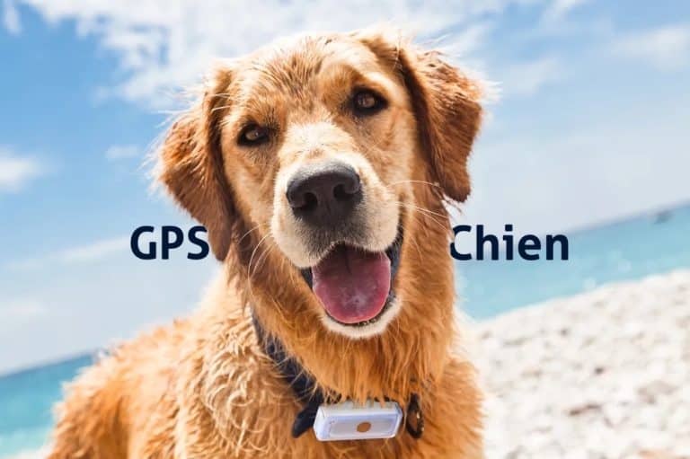 Collier GPS pour chien, repérage géolocalisation de chiens de